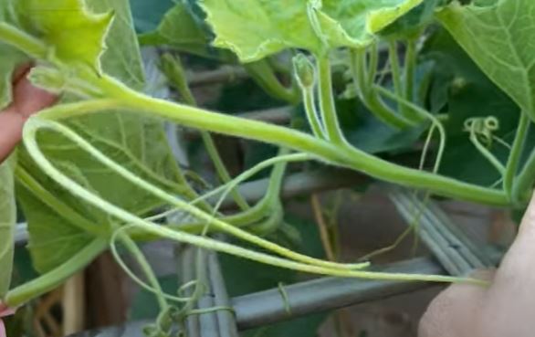 Bottle gourd plants