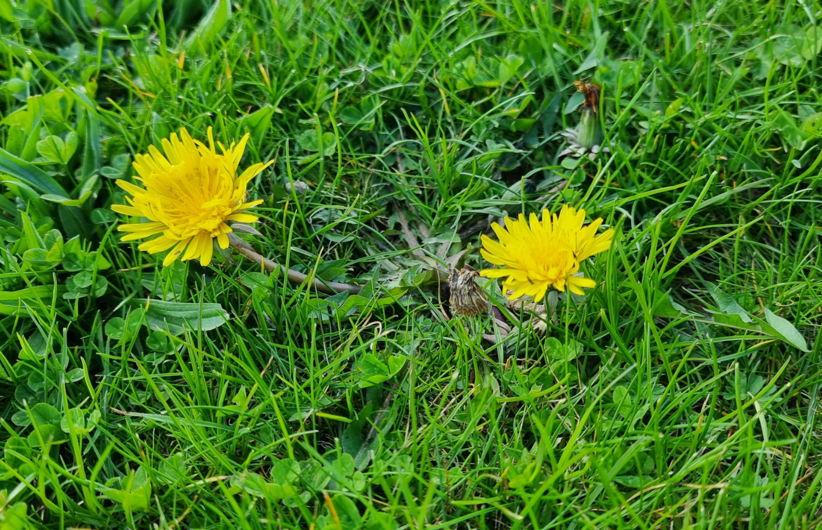 How to prevent dandelion flower to grow in the UK?