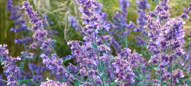 Nepeta x faassenii