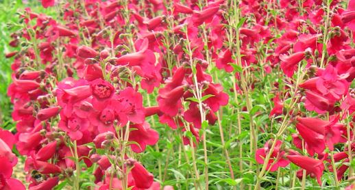 Penstemons are short-lived perennials that can suffer in winter. To avoid losses, pruning penstemon is best done in spring. It's also a good idea to take summer cuttings to prevent winter losses.