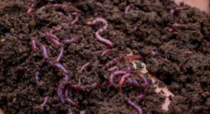 Vermicompost making