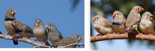 zebra finch died reason unknown